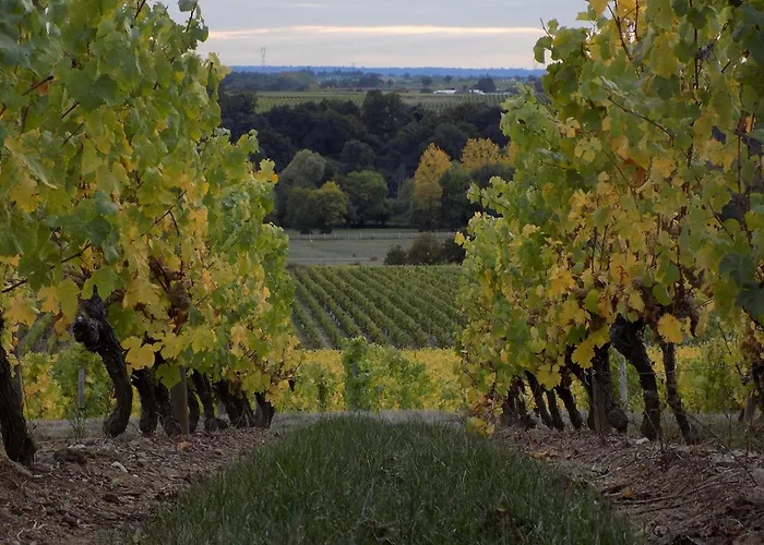 Confortable Au Coeur Du Vignoble Avec Wifi Et Parking, Proche Du Puy Du Fou - Fr-1-622-94 Bellevigne-en-Layon